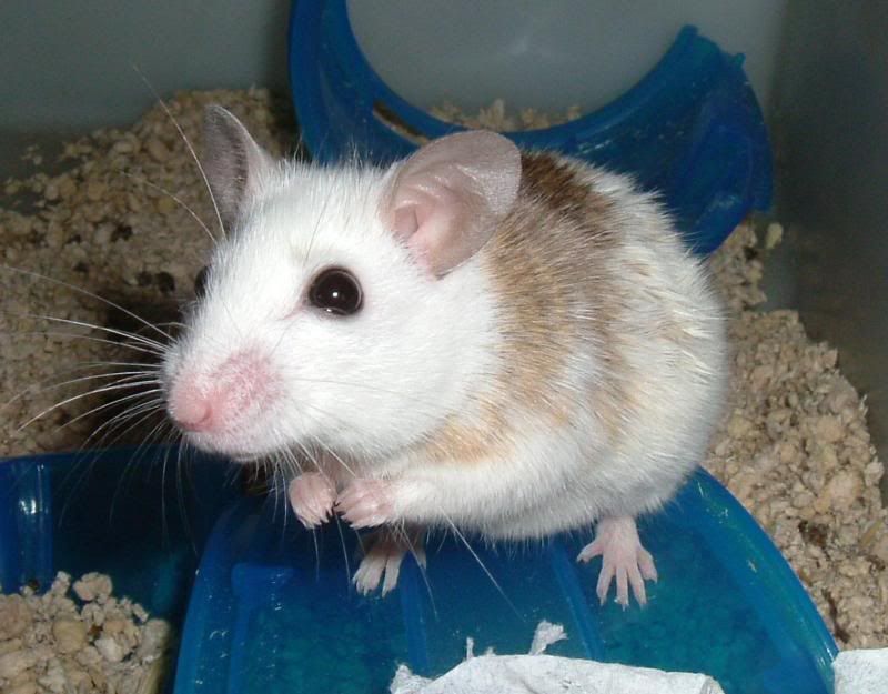 forums other pets exotics hamster mouse forums other pets exotics hamster mouse